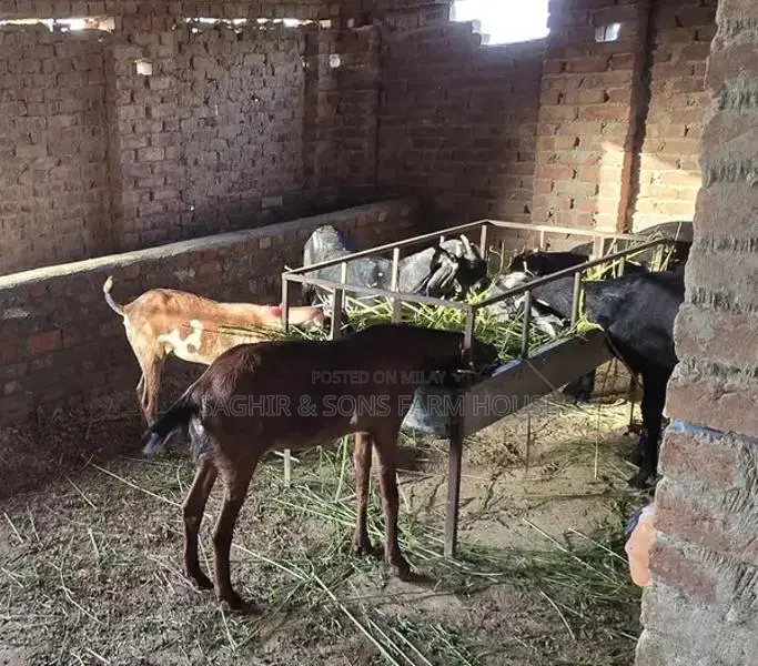 Purebred Goats for Sale - Mixed Ages and Breeds