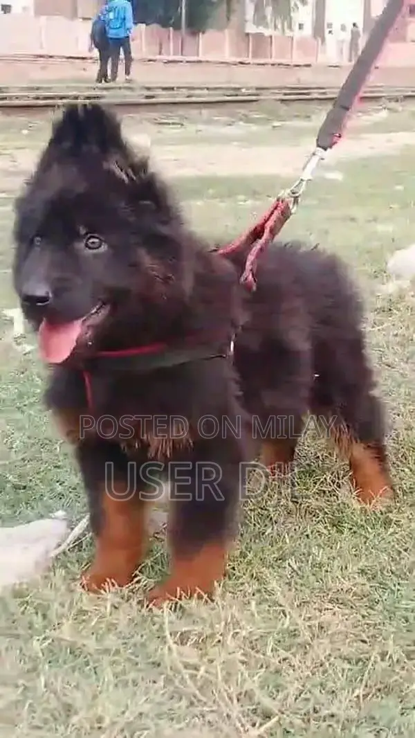 Long Coat German Shepherd Puppies - Quality Family Companion