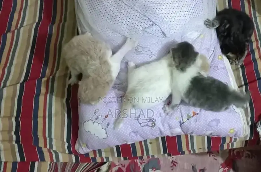 Purebred Persian Doll Face Kittens - Social and Playful