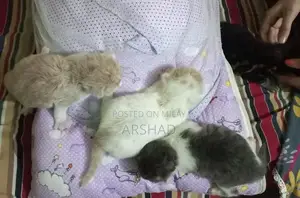 Purebred Persian Doll Face Kittens - Social and Playful