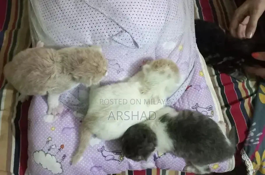 Purebred Persian Doll Face Kittens - Social and Playful