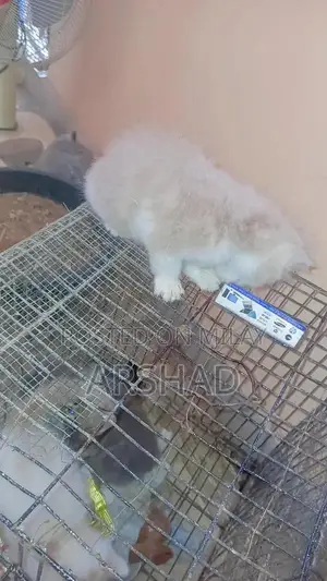 Purebred Persian Doll Face Kittens - Social and Playful