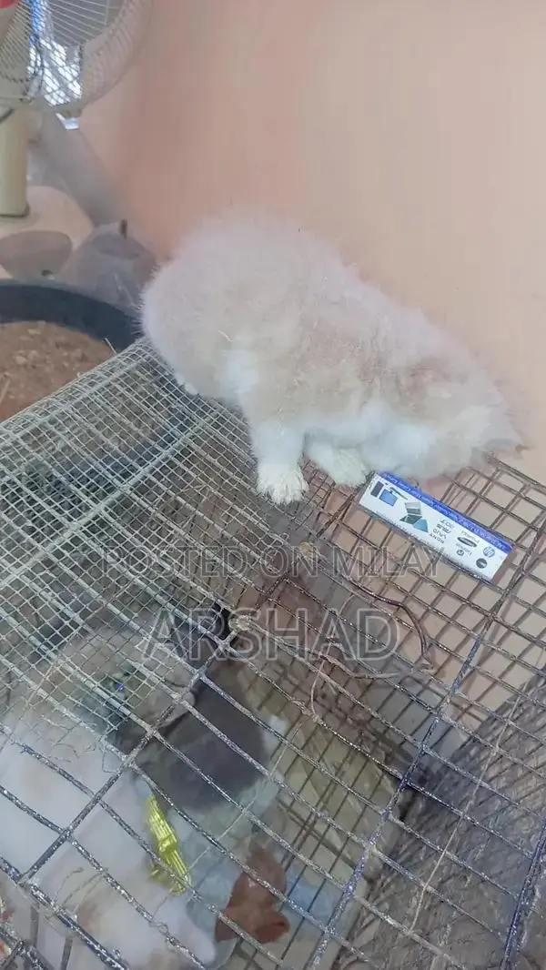 Purebred Persian Doll Face Kittens - Social and Playful