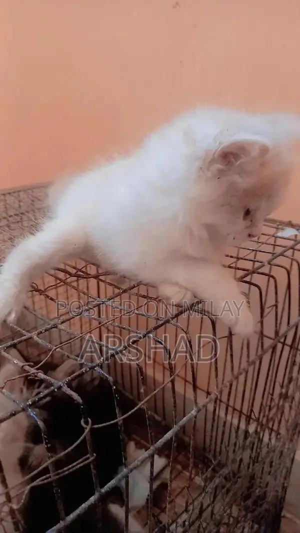 Purebred Persian Doll Face Kittens - Social and Playful