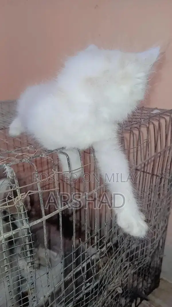 Purebred Persian Doll Face Kittens - Social and Playful