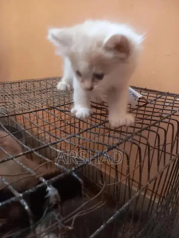 Purebred Persian Doll Face Kittens - Social and Playful