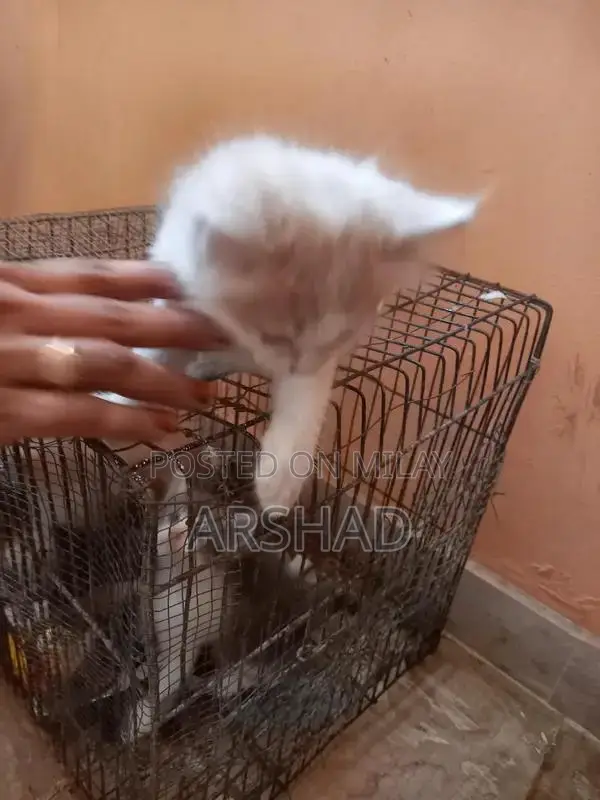 Purebred Persian Doll Face Kittens - Social and Playful