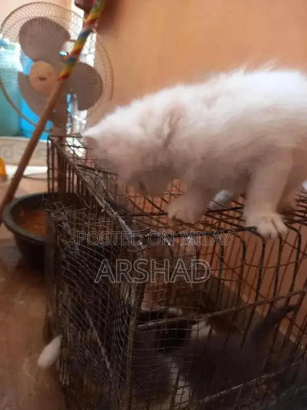 Purebred Persian Doll Face Kittens - Social and Playful