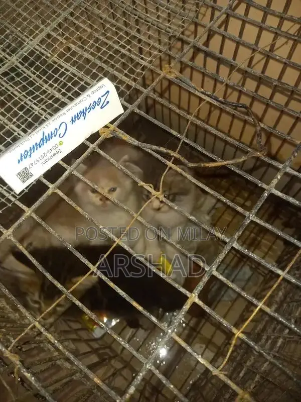 Purebred Persian Doll Face Kittens - Social and Playful