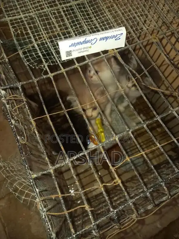 Purebred Persian Doll Face Kittens - Social and Playful