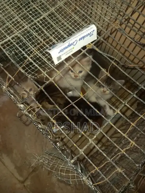 Purebred Persian Doll Face Kittens - Social and Playful