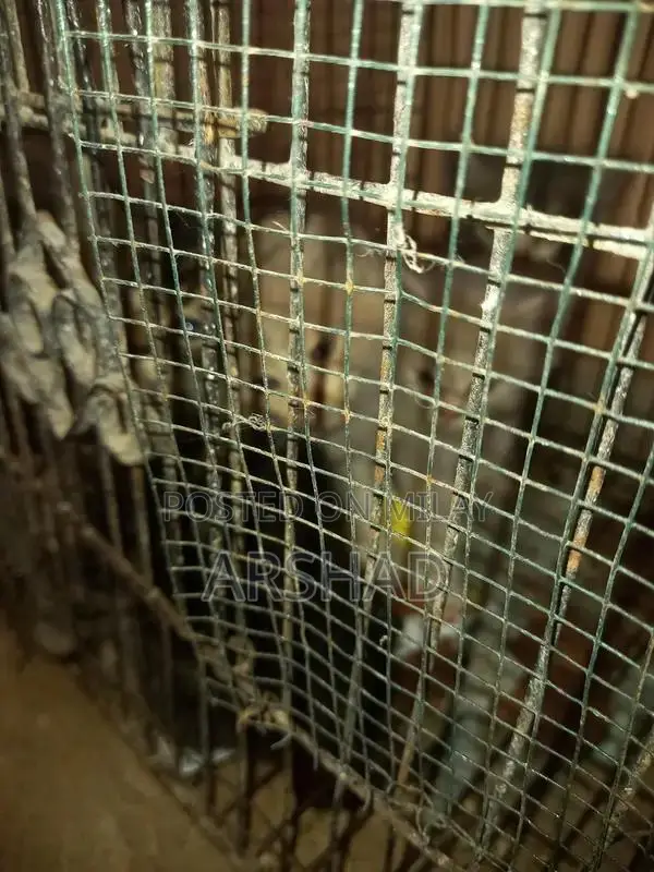 Purebred Persian Doll Face Kittens - Social and Playful