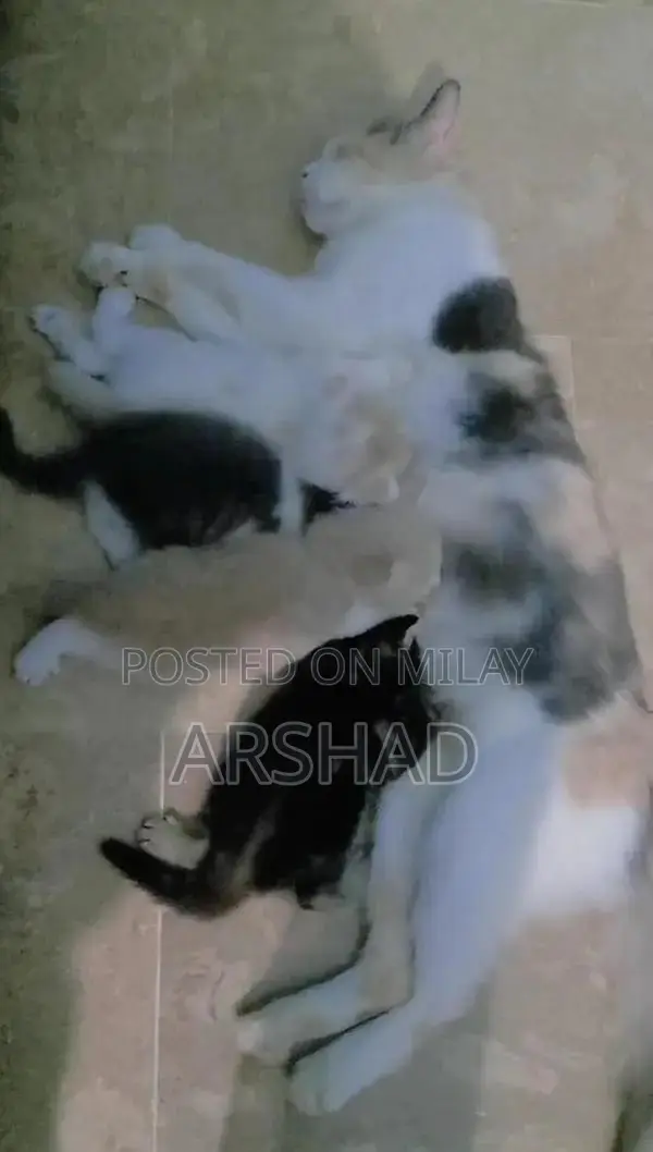 Purebred Persian Doll Face Kittens - Social and Playful