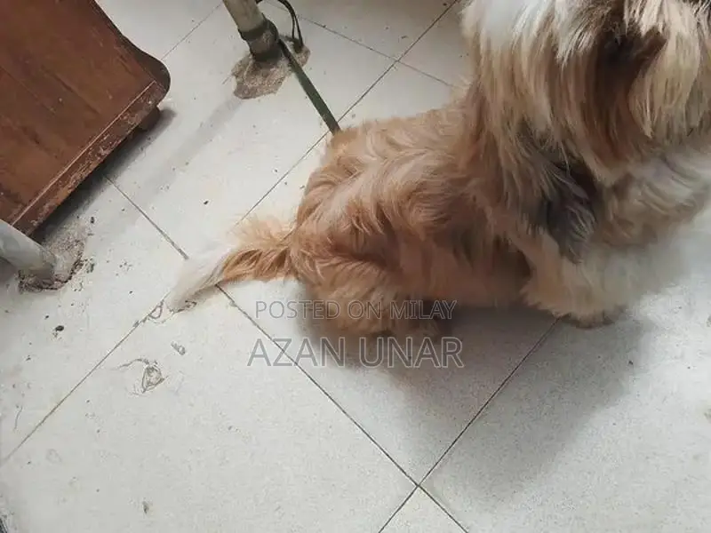 Pet Care Services and Training Consultation