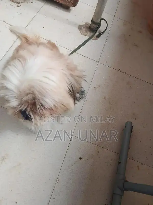 Pet Care Services and Training Consultation