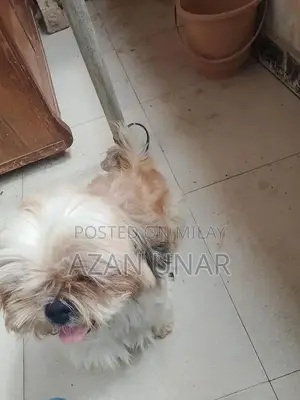 Pet Care Services and Training Consultation