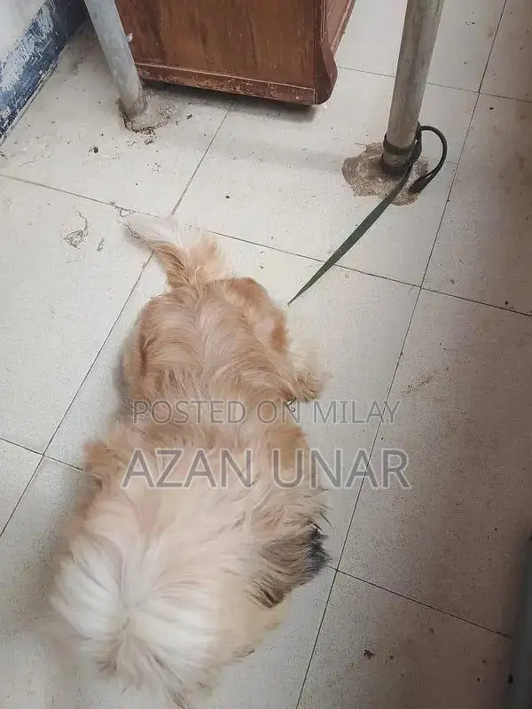 Pet Care Services and Training Consultation