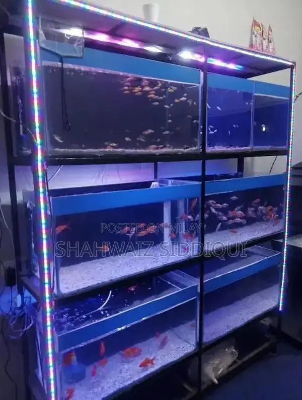 Multi-Tank Fish Aquarium Display Rack with Light