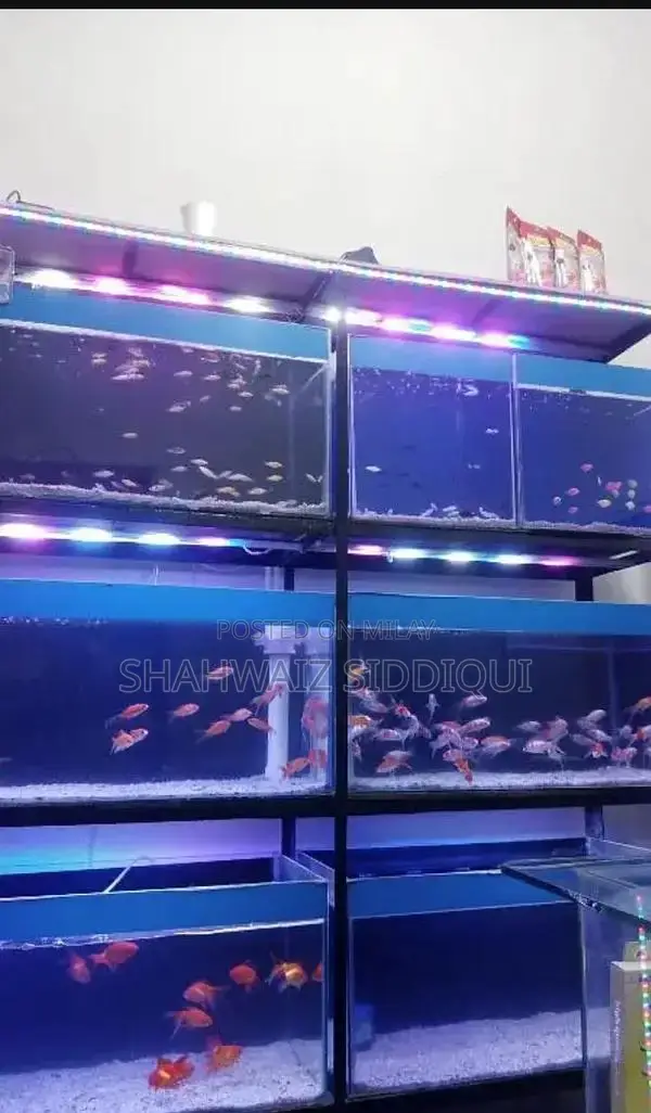 Multi-Tank Fish Aquarium Display Rack with Light