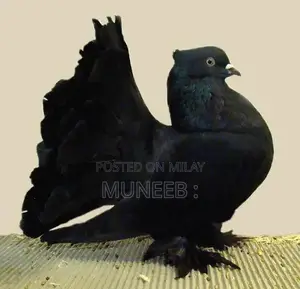 Pure Indian Faintail Pigeons - Exotic Bird Species