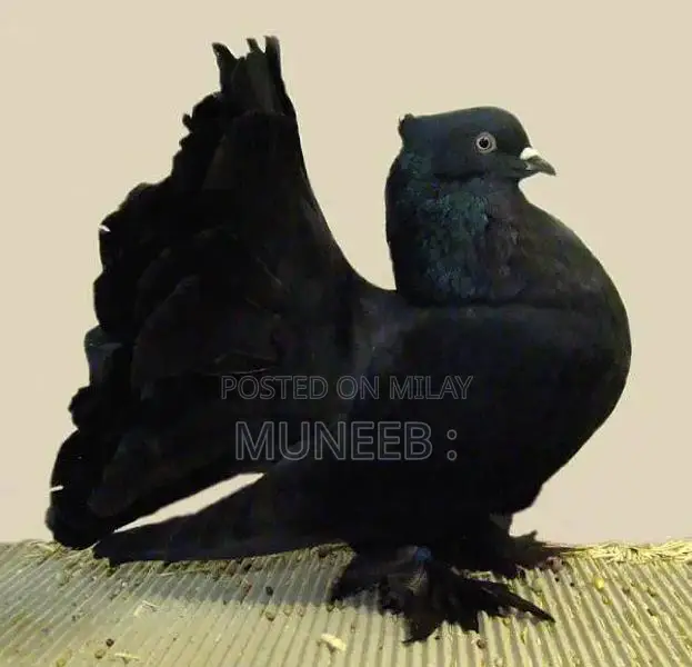 Pure Indian Faintail Pigeons - Exotic Bird Species