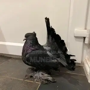 Pure Indian Faintail Pigeons - Exotic Bird Species