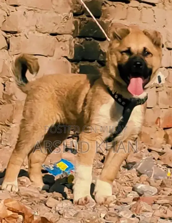 Turkish Kangal Puppy - Purebred Guardian Dog Breed