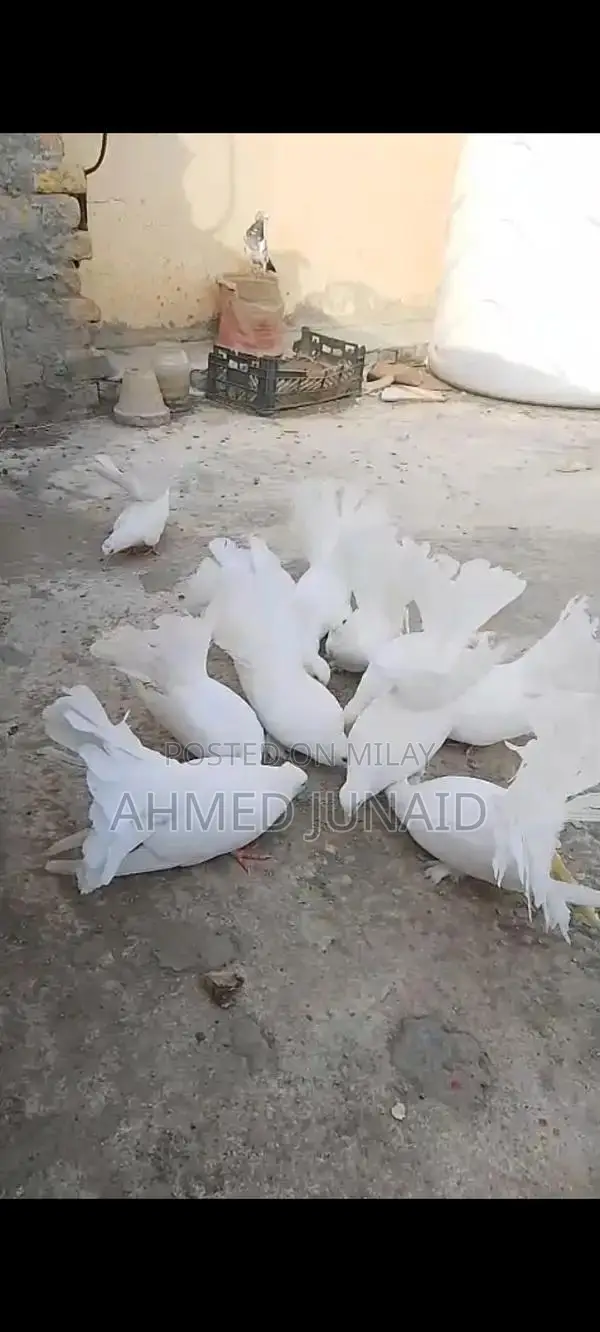 Lakkay Full White Rats - 4 Pair Bundle