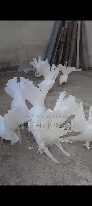 Lakkay Full White Rats - 4 Pair Bundle