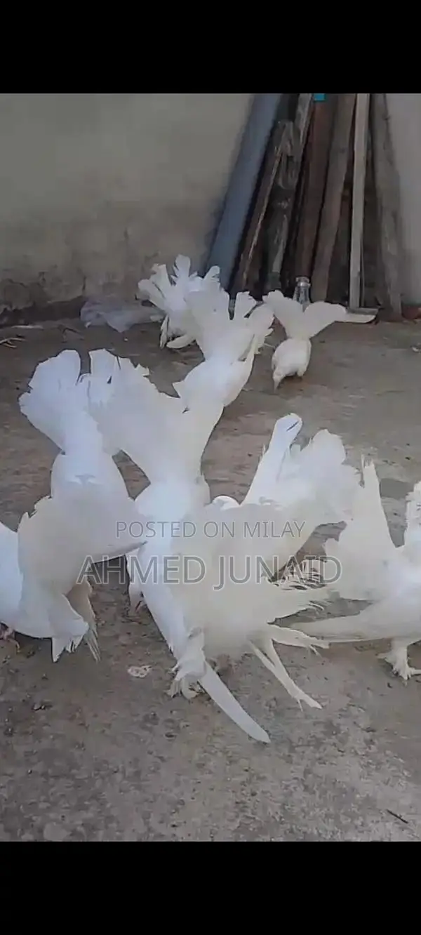 Lakkay Full White Rats - 4 Pair Bundle