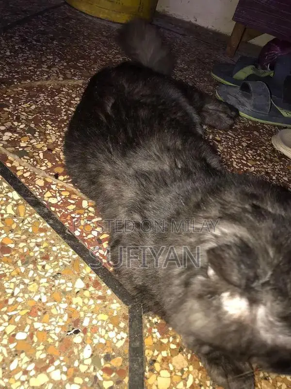 Gray and White Puppy for Adoption - Friendly Companion