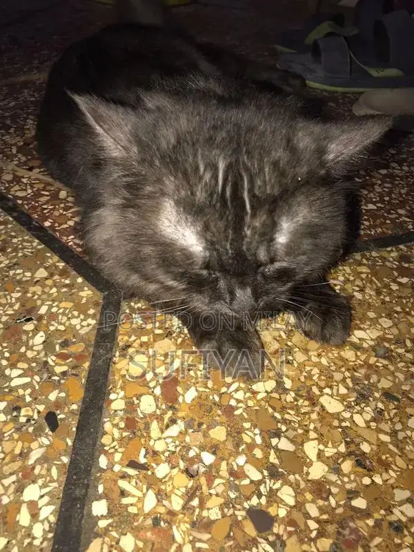 Gray and White Puppy for Adoption - Friendly Companion