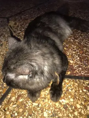 Gray and White Puppy for Adoption - Friendly Companion