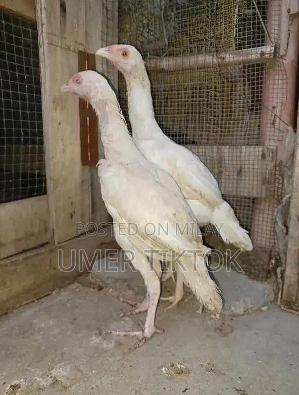 Hera Aseel Chicks - 4 Months and 25 Days Old Purebred Poultry