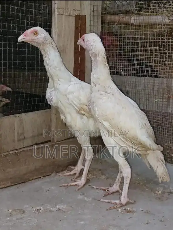 Hera Aseel Chicks - 4 Months and 25 Days Old Purebred Poultry
