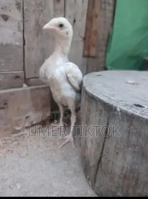 Hera Aseel Chicks - 4 Months and 25 Days Old Purebred Poultry