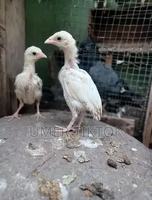 Hera Aseel Chicks - 4 Months and 25 Days Old Purebred Poultry