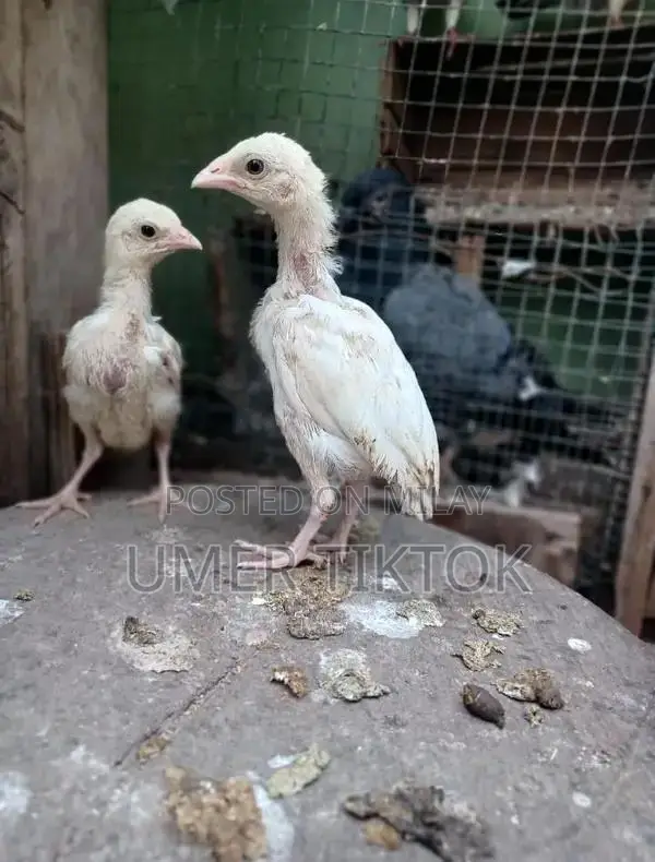 Hera Aseel Chicks - 4 Months and 25 Days Old Purebred Poultry
