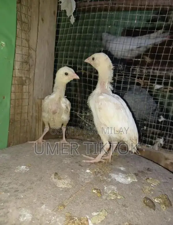 Hera Aseel Chicks - 4 Months and 25 Days Old Purebred Poultry
