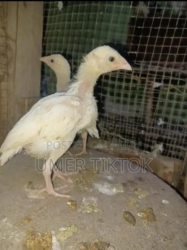 Hera Aseel Chicks - 4 Months and 25 Days Old Purebred Poultry