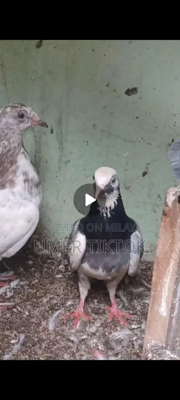 Hera Aseel Chicks - 4 Months and 25 Days Old Purebred Poultry