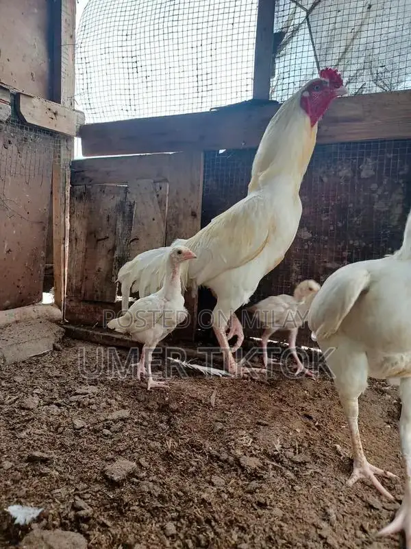 Hera Aseel Chicks - 4 Months and 25 Days Old Purebred Poultry