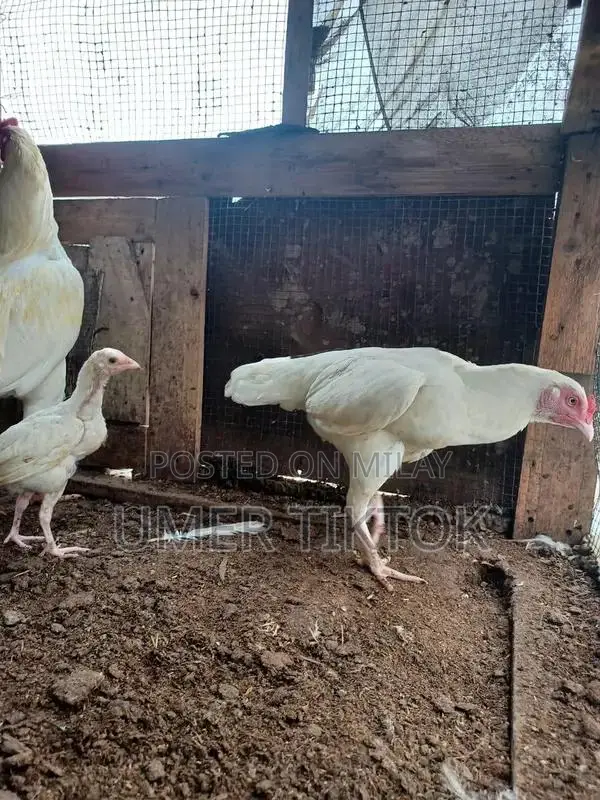 Hera Aseel Chicks - 4 Months and 25 Days Old Purebred Poultry