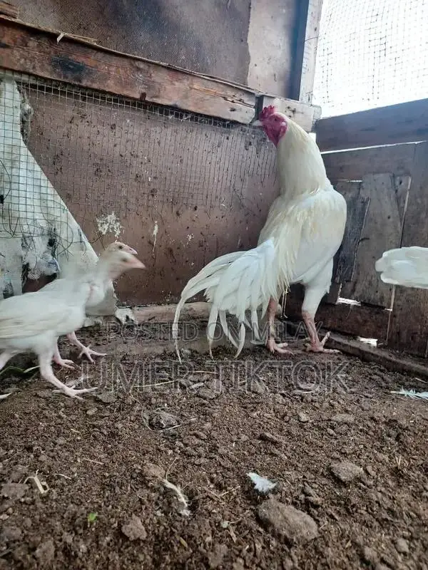 Hera Aseel Chicks - 4 Months and 25 Days Old Purebred Poultry
