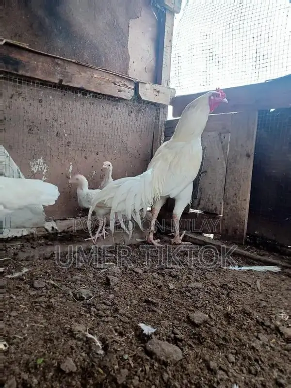 Hera Aseel Chicks - 4 Months and 25 Days Old Purebred Poultry