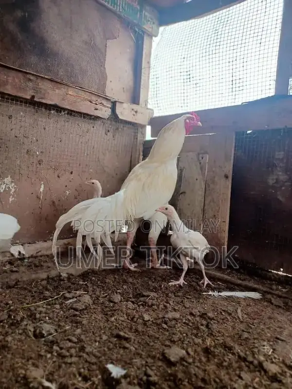 Hera Aseel Chicks - 4 Months and 25 Days Old Purebred Poultry