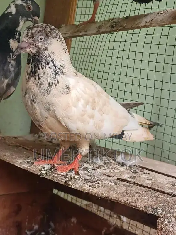 Hera Aseel Chicks - 4 Months and 25 Days Old Purebred Poultry