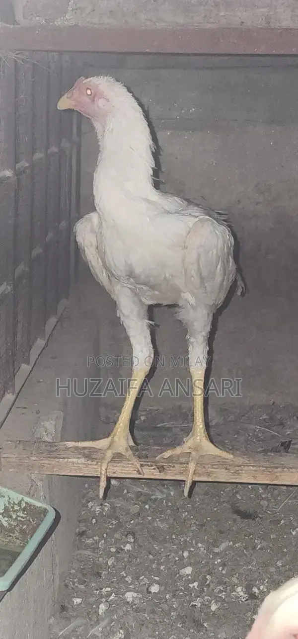 Adorable White Shih Tzu Puppy - Healthy Home-Bred Companion