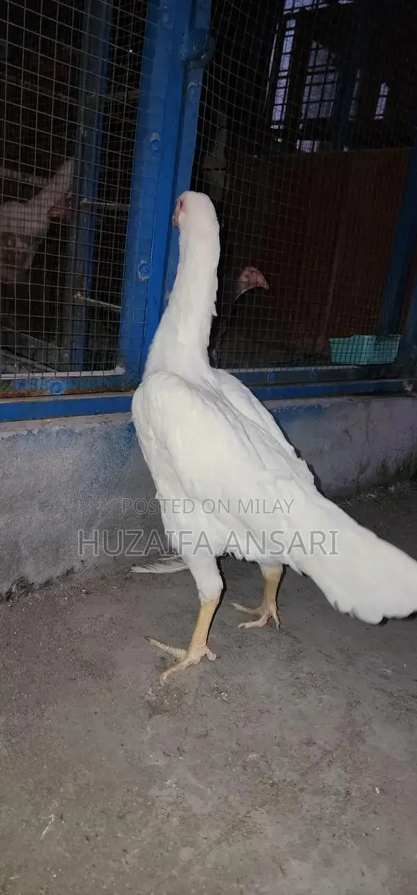 Adorable White Shih Tzu Puppy - Healthy Home-Bred Companion