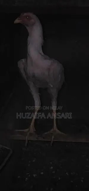 Adorable White Shih Tzu Puppy - Healthy Home-Bred Companion